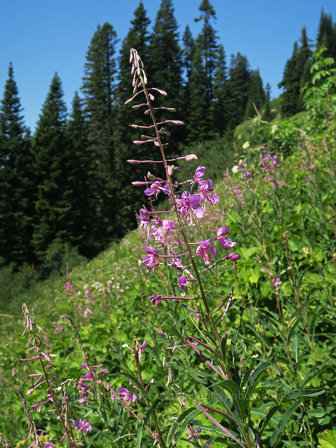 fireweed (Chamerion angustifolium (Chamaenerion angustifolium) (Epilobium angustifolium)) [Fairview Peak, Umpqua National Forest, Lane County, Oregon]