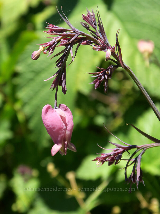 bleeding heart with purplish leaves (Dicentra formosa) [Fairview Peak, Umpqua National Forest, Lane County, Oregon]