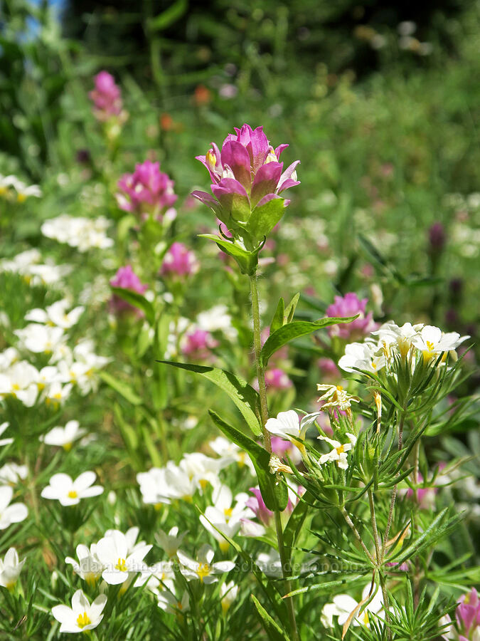 owl's-clover & linanthus (Orthocarpus imbricatus, Leptosiphon nuttallii (Linanthus nuttallii)) [Fairview Peak, Umpqua National Forest, Lane County, Oregon]