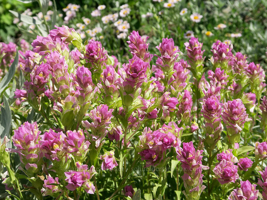 mountain owl's-clover (Orthocarpus imbricatus) [Fairview Peak, Umpqua National Forest, Lane County, Oregon]