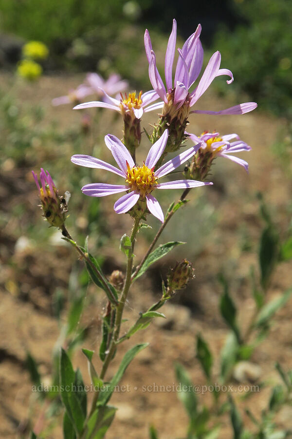 Cascade aster (Doellingeria ledophylla (Eucephalus ledophyllus) (Aster ledophyllus)) [Fairview Peak, Umpqua National Forest, Lane County, Oregon]