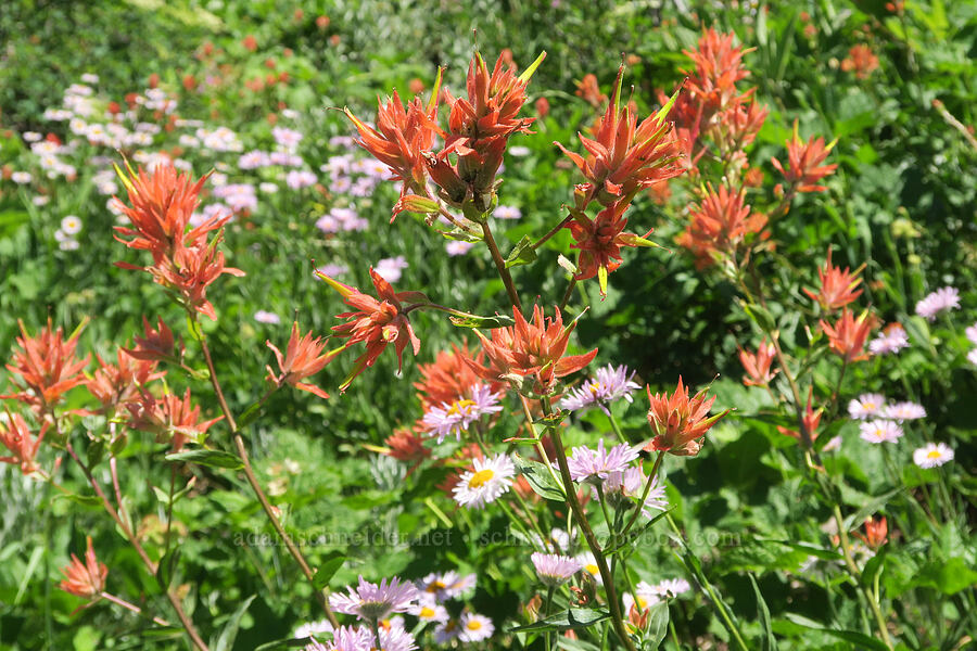 paintbrush & fleabane (Castilleja miniata, Erigeron aliceae) [Fairview Peak, Umpqua National Forest, Lane County, Oregon]