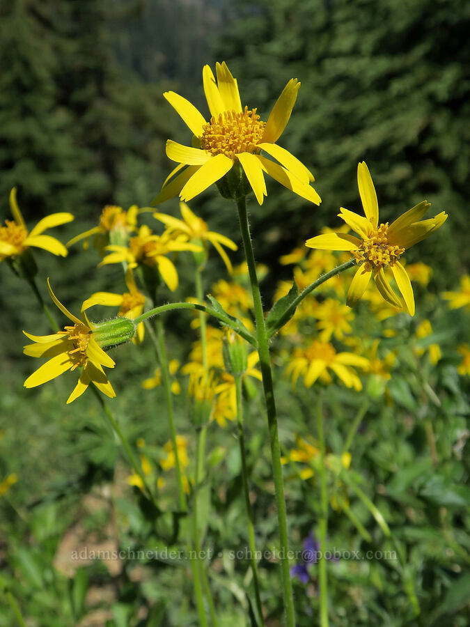 sticky-leaf arnica (?) (Arnica diversifolia (Arnica ovata)) [Fairview Peak, Umpqua National Forest, Lane County, Oregon]