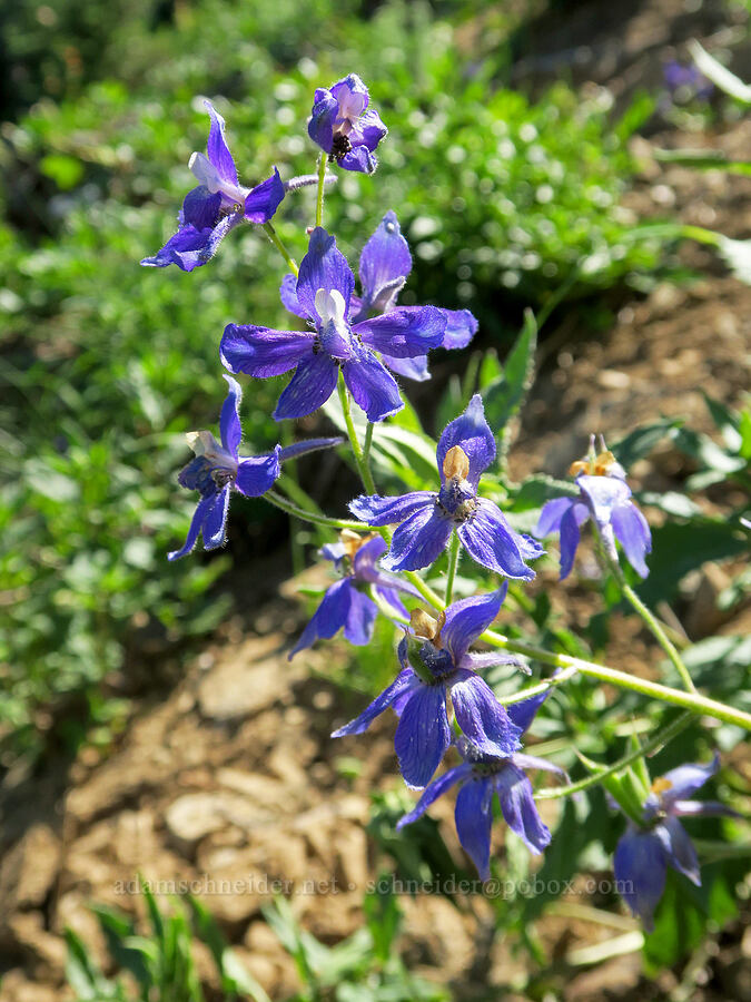 Menzies' larkspur (Delphinium menziesii) [Fairview Peak, Umpqua National Forest, Lane County, Oregon]