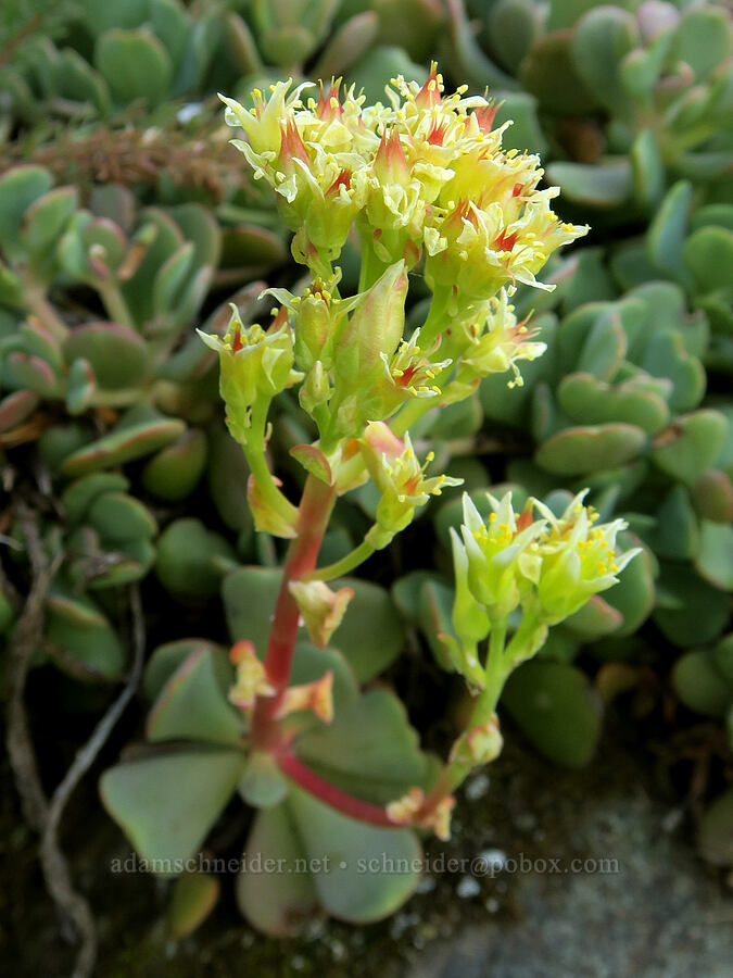 creamy stonecrop, fading (Sedum oregonense) [Fairview Peak, Umpqua National Forest, Lane County, Oregon]