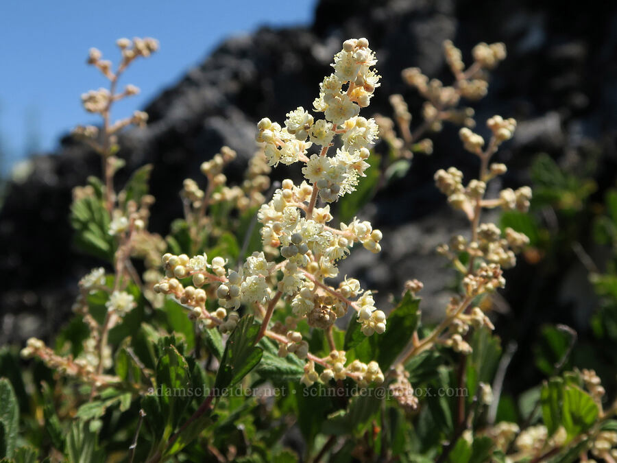 ocean-spray (Holodiscus discolor) [Fairview Peak, Umpqua National Forest, Lane County, Oregon]