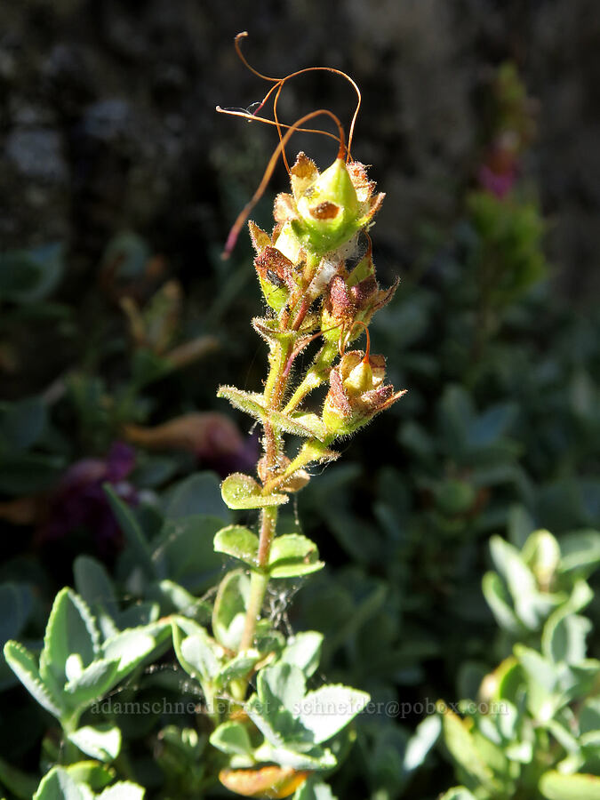 cliff penstemon, going to seed (Penstemon rupicola) [Fairview Peak, Umpqua National Forest, Lane County, Oregon]