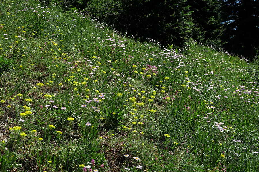 buckwheat, fleabane, & owl's-clover (Eriogonum umbellatum, Erigeron aliceae, Orthocarpus imbricatus) [Fairview Peak, Umpqua National Forest, Lane County, Oregon]