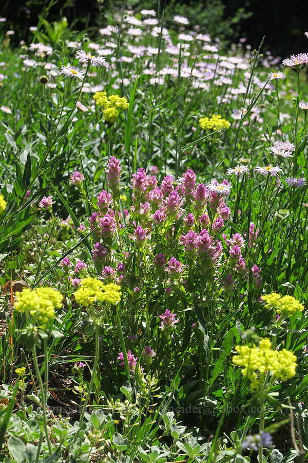 owl's-clover, buckwheat, & fleabane (Orthocarpus imbricatus, Eriogonum umbellatum, Erigeron aliceae) [Fairview Peak, Umpqua National Forest, Lane County, Oregon]