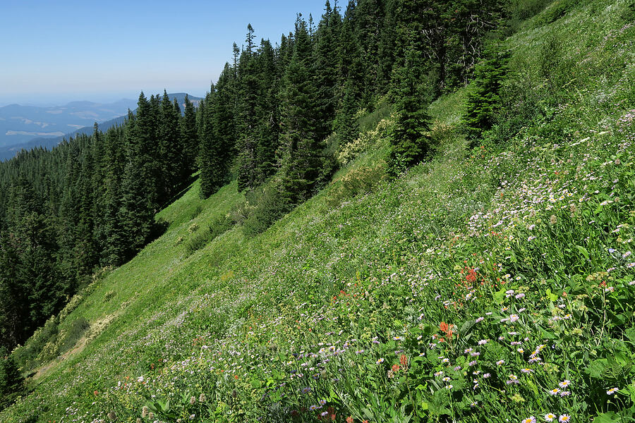wildflowers (Castilleja miniata, Erigeron aliceae, Agastache urticifolia, Cirsium remotifolium var. odontolepis, Rainiera stricta (Luina stricta)) [Fairview Peak, Umpqua National Forest, Lane County, Oregon]
