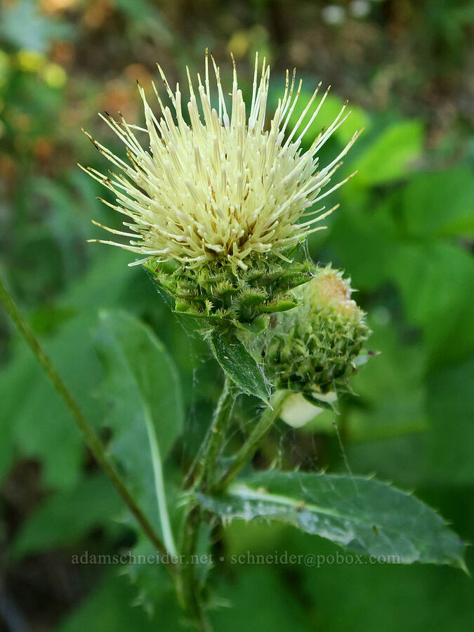 fringe-bract thistle (Cirsium remotifolium var. odontolepis (Cirsium callilepis)) [Fairview Peak, Umpqua National Forest, Lane County, Oregon]