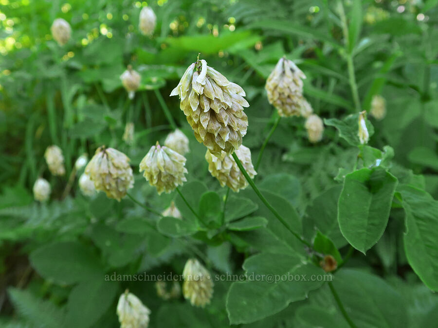 canyon clover (Trifolium howellii) [Sharps Creek Road, Umpqua National Forest, Lane County, Oregon]