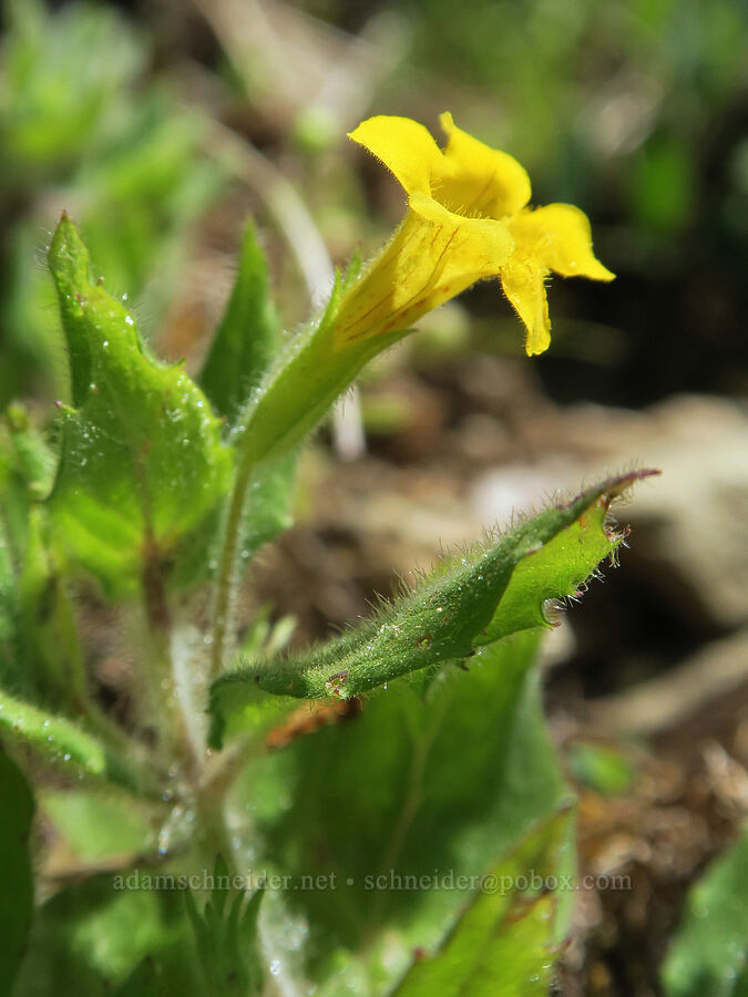 musk monkeyflower (Erythranthe moschata (Mimulus moschatus)) [Sharps Creek Road, Umpqua National Forest, Lane County, Oregon]