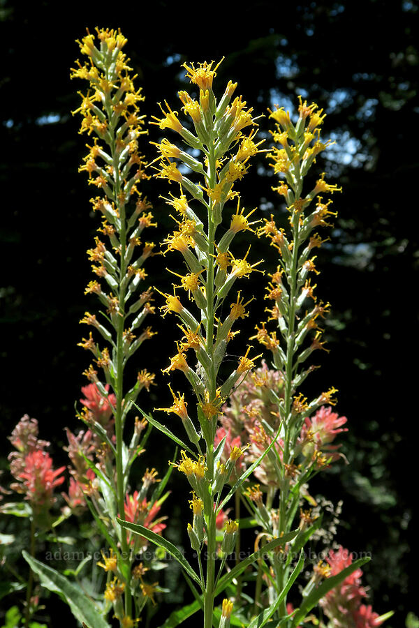 rainiera (Rainiera stricta (Luina stricta)) [Sharps Creek Road, Umpqua National Forest, Lane County, Oregon]