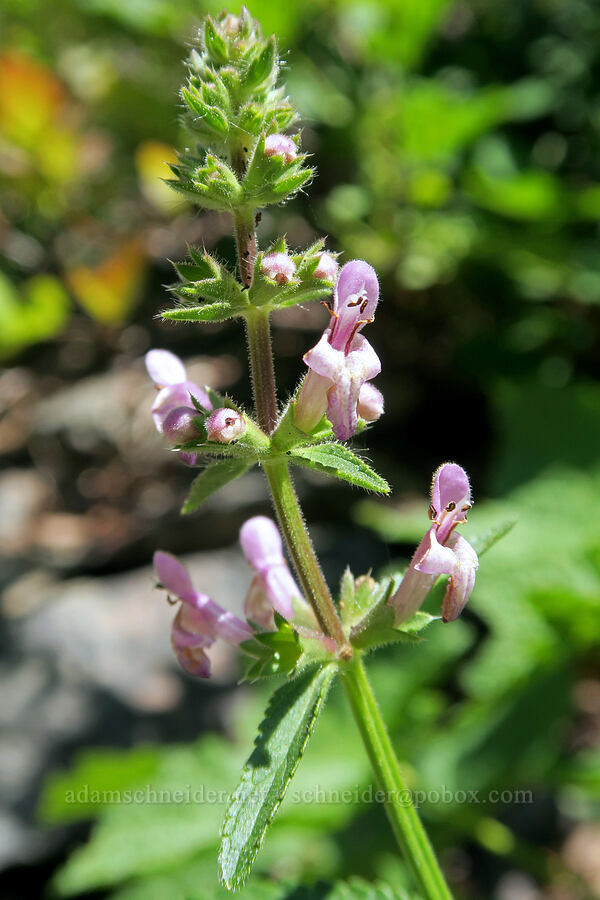 rigid hedge-nettle (Stachys rigida) [Bohemia Mountain Trail, Umpqua National Forest, Lane County, Oregon]