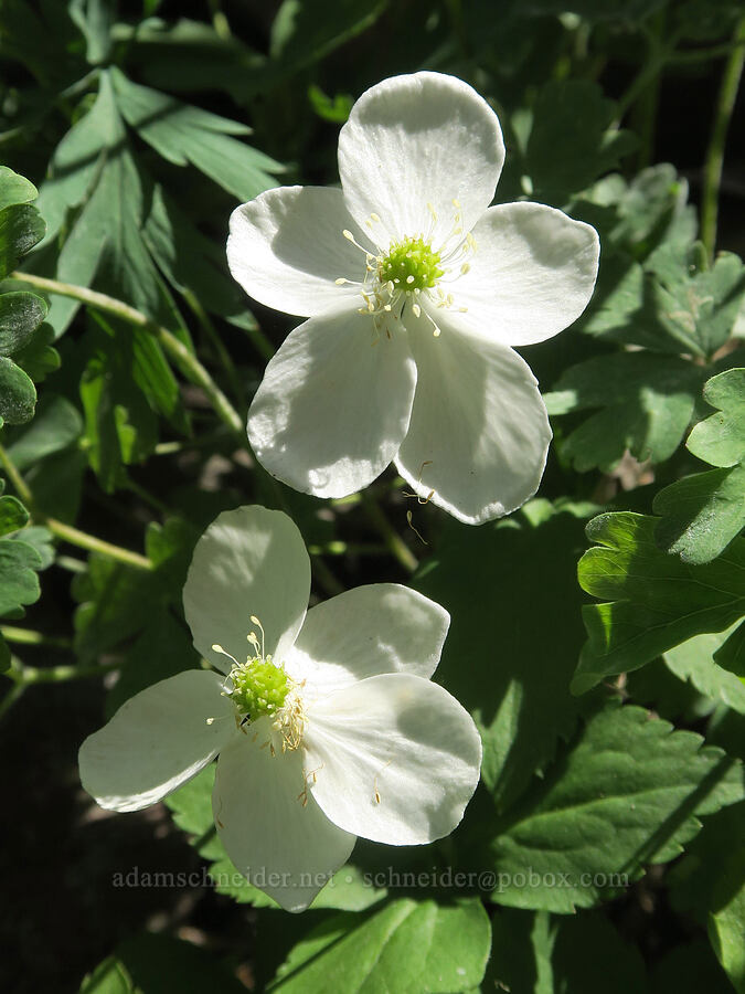 Columbia windflowers (Anemone deltoidea (Anemonastrum deltoideum)) [Bohemia Mountain Trail, Umpqua National Forest, Lane County, Oregon]
