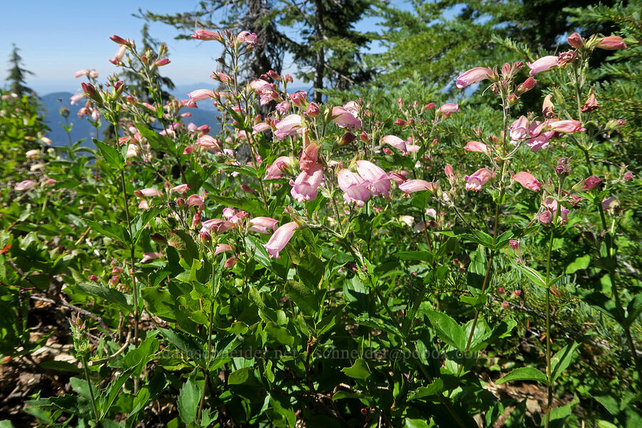 turtle-head (woodland beard-tongue) (Nothochelone nemorosa) [Bohemia Mountain Trail, Umpqua National Forest, Lane County, Oregon]