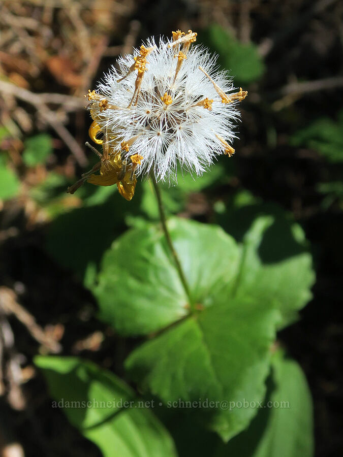 broad-leaf arnica, gone to seed (Arnica latifolia) [Bohemia Mountain Trail, Umpqua National Forest, Lane County, Oregon]