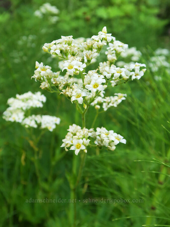 mountain boykinia (Boykinia major) [Forest Road 5850, Willamette National Forest, Lane County, Oregon]