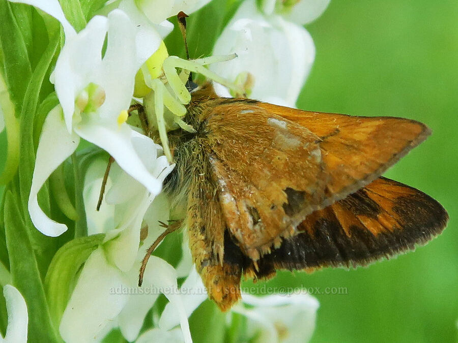 woodland skipper butterfly in the clutches of a crab spider (Ochlodes sylvanoides, Misumena vatia) [Forest Road 5850, Willamette National Forest, Lane County, Oregon]
