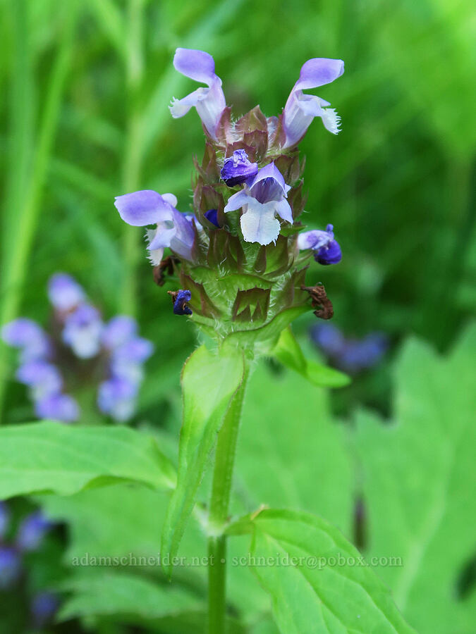 self-heal (Prunella vulgaris) [Forest Road 5850, Willamette National Forest, Lane County, Oregon]