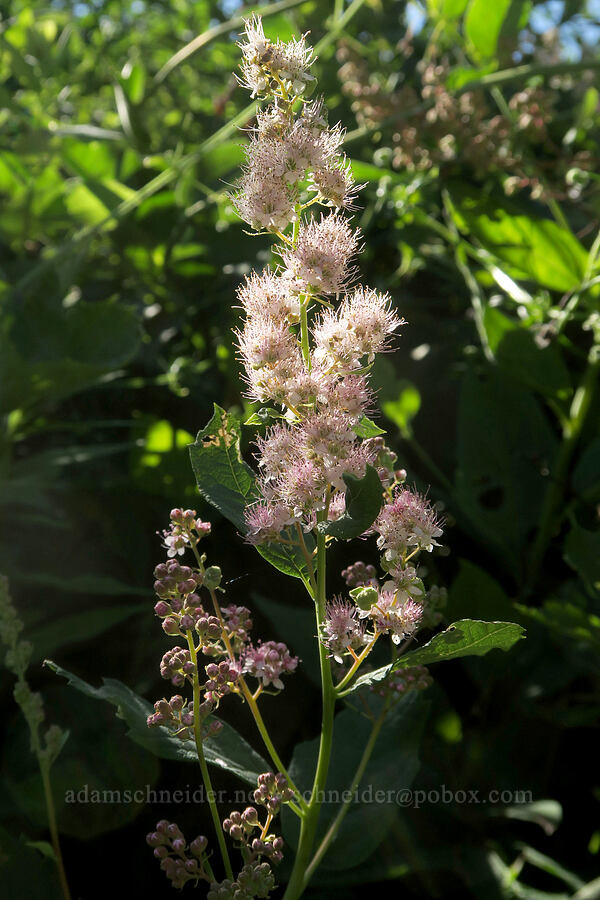 very pale Douglas' spirea (hardhack) (Spiraea douglasii) [Forest Road 5850, Willamette National Forest, Lane County, Oregon]