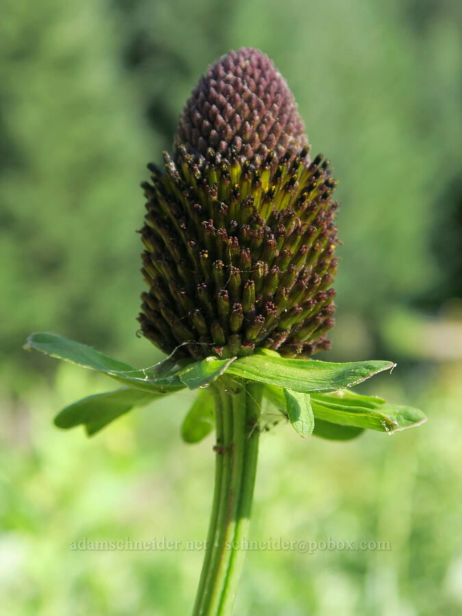 western coneflower (Rudbeckia occidentalis) [Forest Road 5850, Willamette National Forest, Lane County, Oregon]