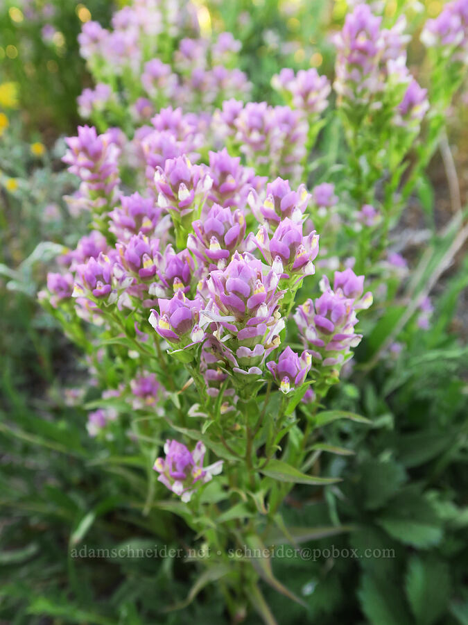 mountain owl's-clover (Orthocarpus imbricatus) [Bristow Prairie, Willamette National Forest, Lane County, Oregon]
