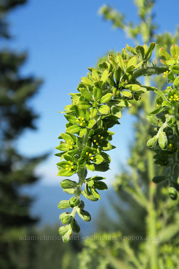 green corn lily (Veratrum viride var. eschscholtzianum (Veratrum eschscholtzii)) [Bristow Prairie, Willamette National Forest, Lane County, Oregon]