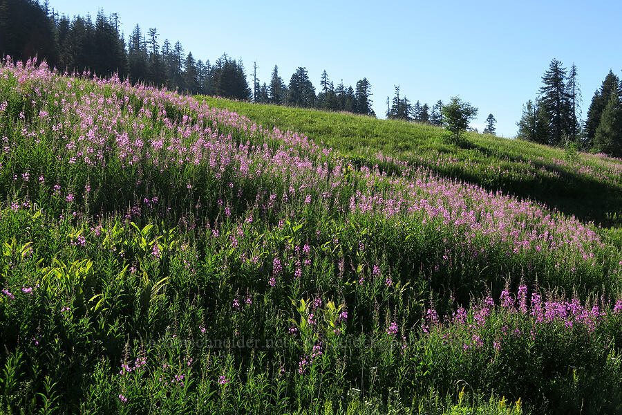 fireweed (Chamerion angustifolium (Chamaenerion angustifolium) (Epilobium angustifolium)) [Bristow Prairie, Willamette National Forest, Lane County, Oregon]