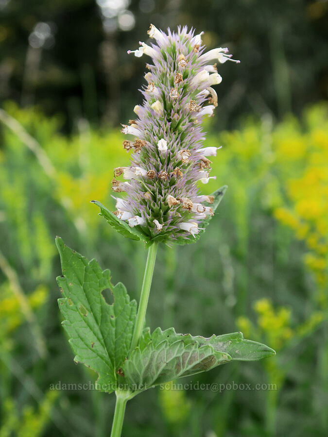 nettle-leaf horse-mint (Agastache urticifolia) [Bristow Prairie, Willamette National Forest, Lane County, Oregon]