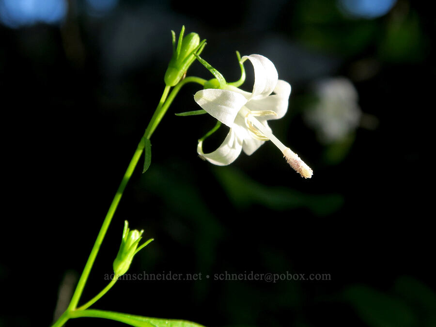Scouler's harebells (Campanula scouleri) [Bristow Prairie, Umpqua National Forest, Lane County, Oregon]