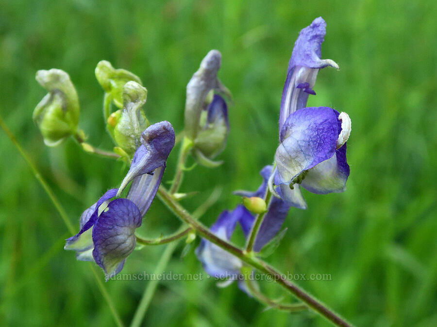 Howell's monkshood (Aconitum columbianum ssp. viviparum (Aconitum columbianum var. howellii)) [Bristow Prairie, Umpqua National Forest, Lane County, Oregon]