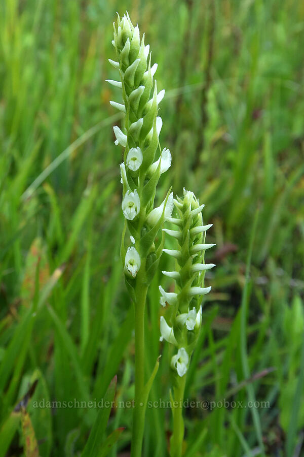 hooded ladies'-tresses (Spiranthes romanzoffiana) [Bristow Prairie, Umpqua National Forest, Lane County, Oregon]