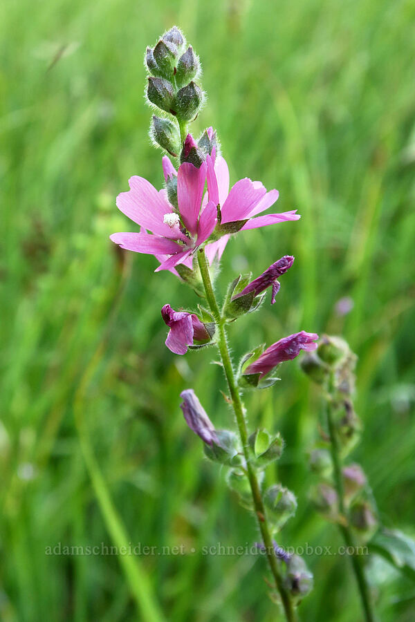 Oregon checker-mallow (Sidalcea oregana) [Bristow Prairie, Umpqua National Forest, Lane County, Oregon]