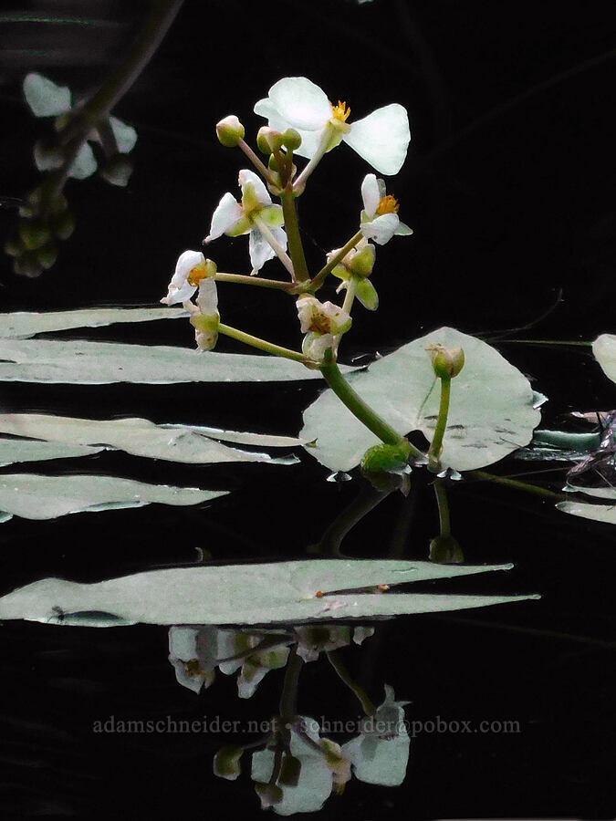 arum-leaf arrowhead (wapato) (Sagittaria cuneata) [Bristow Prairie, Umpqua National Forest, Douglas County, Oregon]