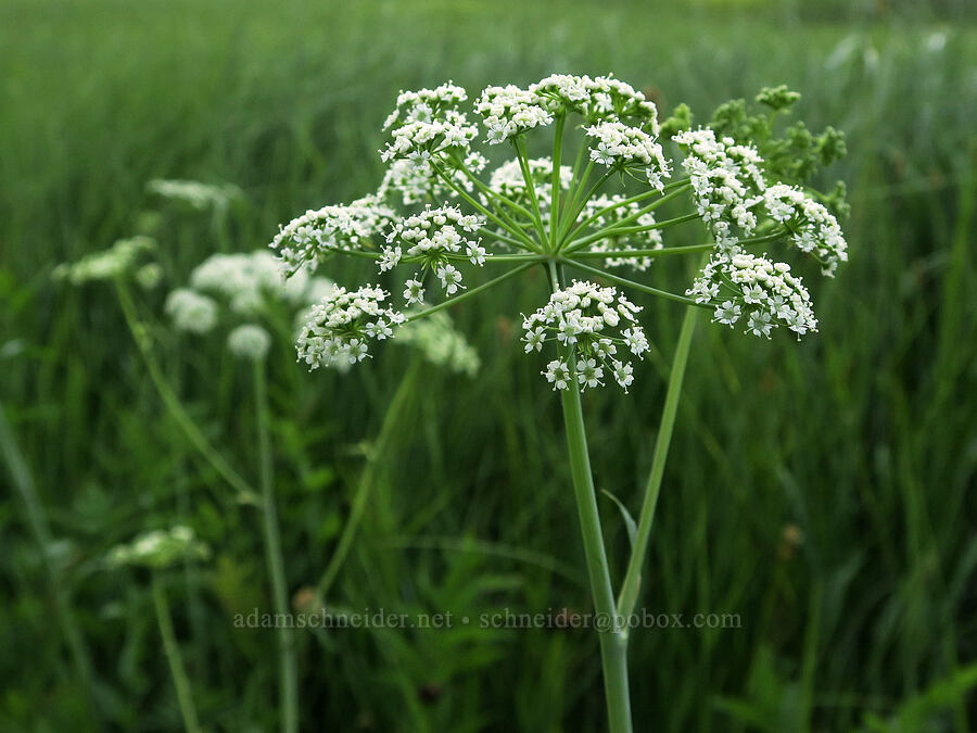 sharp-tooth angelica (Angelica arguta) [Bristow Prairie, Umpqua National Forest, Douglas County, Oregon]