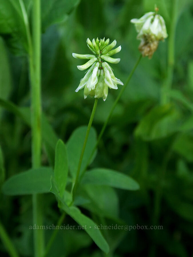 canyon clover (Trifolium howellii) [Bristow Prairie, Umpqua National Forest, Douglas County, Oregon]