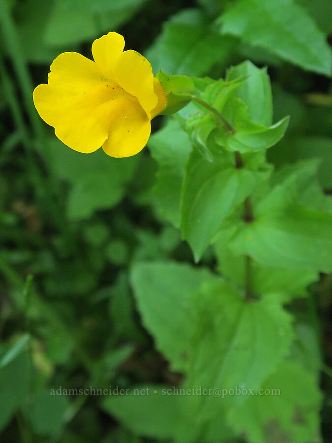 sharp-leaf monkeyflower (Erythranthe decora (Mimulus guttatus var. decorus)) [Bristow Prairie, Umpqua National Forest, Douglas County, Oregon]