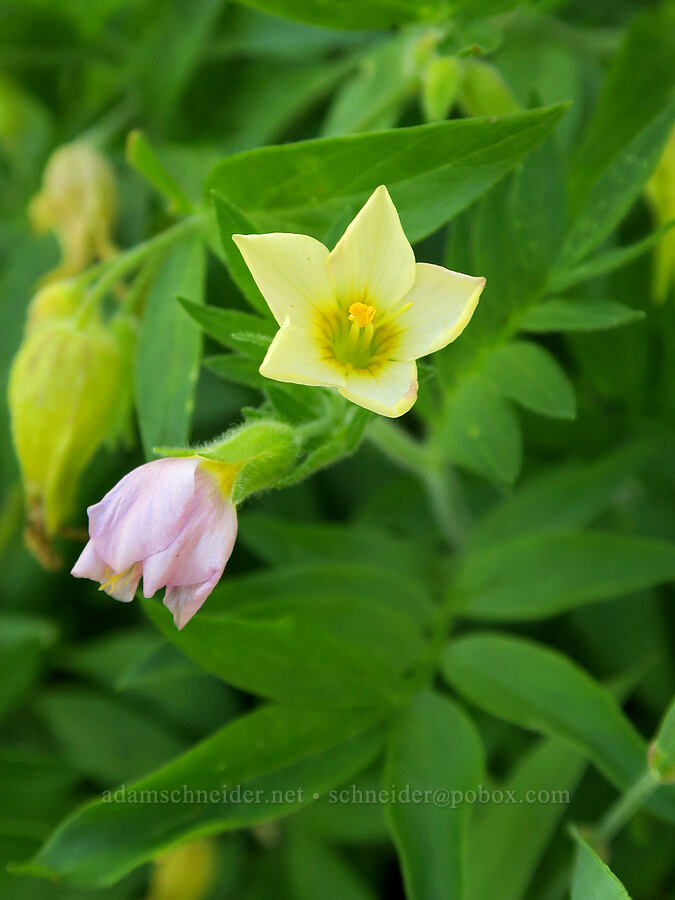 Oregon jacob's-ladder (Polemonium carneum) [Bristow Prairie, Umpqua National Forest, Douglas County, Oregon]