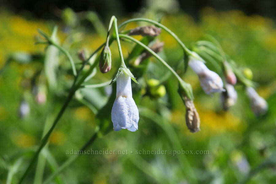 tall bluebells (Mertensia paniculata) [Forest Road 5851, Willamette National Forest, Douglas County, Oregon]