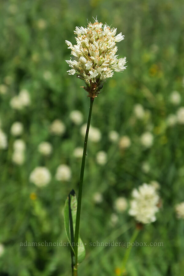 western bistort (Bistorta bistortoides (Polygonum bistortoides)) [Forest Road 5851, Willamette National Forest, Douglas County, Oregon]