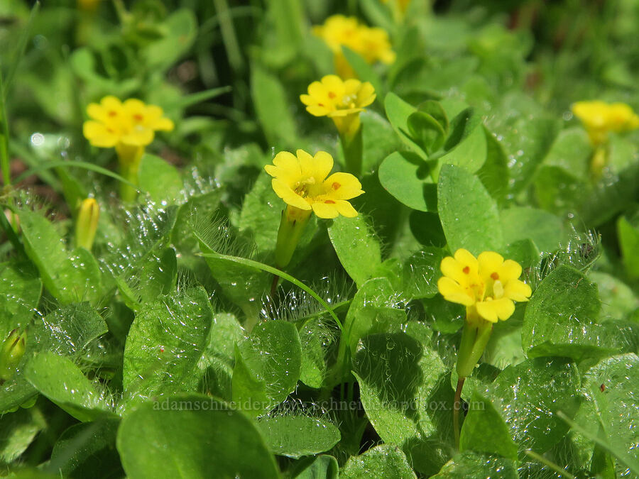 hairy-leaved primrose monkeyflowers (Erythranthe primuloides (Mimulus primuloides)) [Forest Road 5851, Willamette National Forest, Douglas County, Oregon]