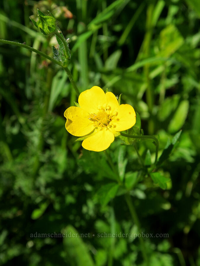 Drummond's cinquefoil (Potentilla drummondii ssp. drummondii) [Forest Road 5851, Willamette National Forest, Douglas County, Oregon]