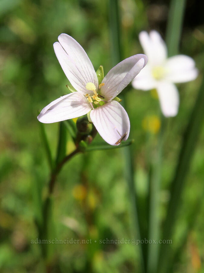 Oregon willow-herb (Epilobium oregonense) [Forest Road 5851, Willamette National Forest, Douglas County, Oregon]