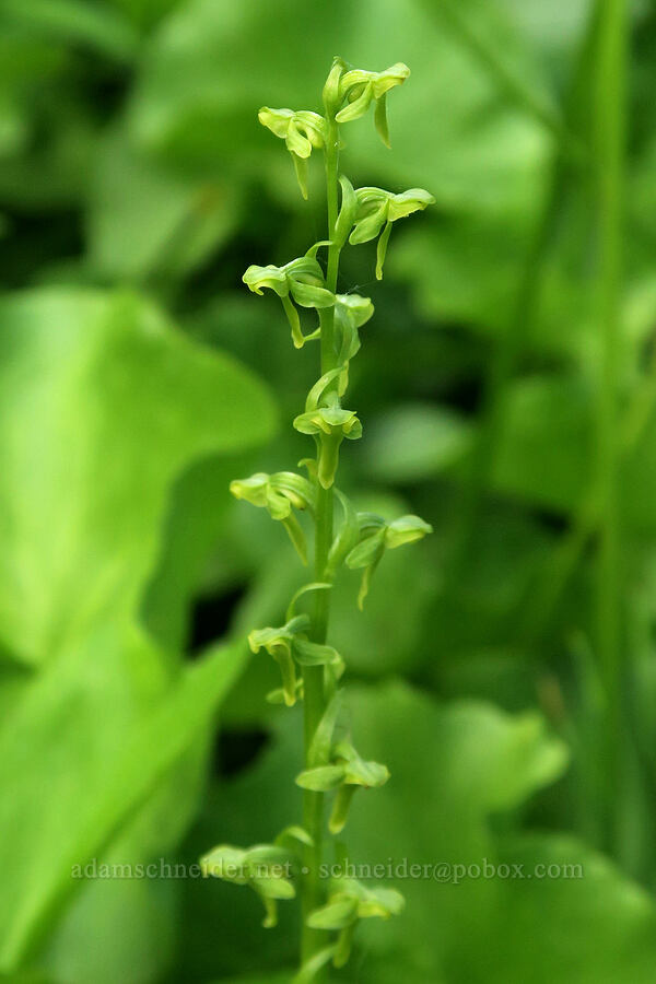 slender bog orchid (Platanthera stricta (Piperia stricta)) [Forest Road 5851, Willamette National Forest, Douglas County, Oregon]