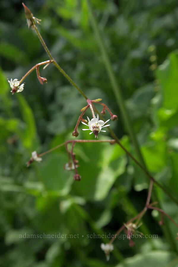 brook saxifrage (Micranthes odontoloma (Saxifraga odontoloma)) [Forest Road 5851, Willamette National Forest, Douglas County, Oregon]