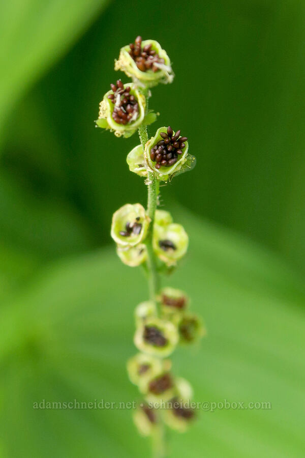 five-stamen mitrewort, gone to seed (Pectiantia pentandra (Mitella pentandra)) [Forest Road 5851, Willamette National Forest, Douglas County, Oregon]