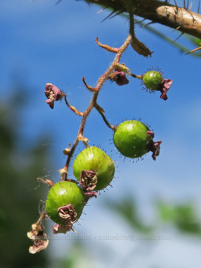prickly swamp currant berries (Ribes lacustre) [Forest Road 5851, Willamette National Forest, Douglas County, Oregon]