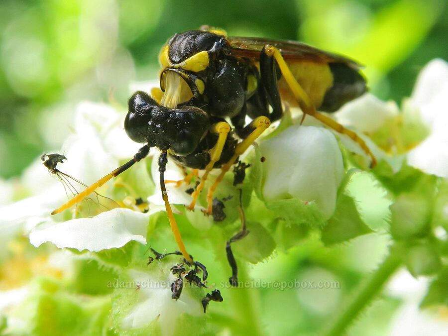 sawfly having lunch (Tenthredo maxima) [Forest Road 5851, Willamette National Forest, Douglas County, Oregon]